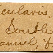 Historic Mazyck label for Cymbovula acicularis, 21-062.