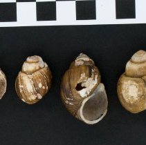 Campeloma decisum, 21-089. Dorsal and apertural views w/scale bar.