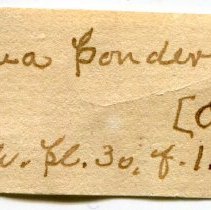 Historic Mazyck label for Campeloma decisum, 21-089.