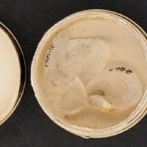 Philine aperta, 21-126. Shells in pill box w/scale bar.