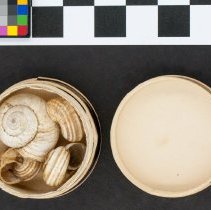 Cernuella virgata, 21-177. Shells in pill box w/scale bar.