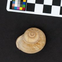 Cyclophorus semisulcatus, 21-179. Dorsal view w/scale bar.