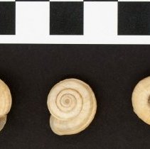 Helicella itala, 21-195. Apical and basal views w/scale bar.