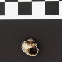 Tectarius antonii, 21-209. Apertural view w/scale bar.