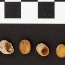 Littorina obtusata, 21-210. Dorsal and apertural views w/scale bar.