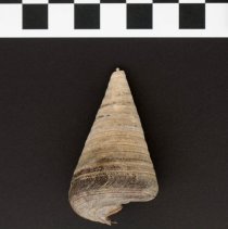 Telescopium telescopium, 21-219. Dorsal view w/scale bar.