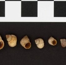 Littorina saxatilis, 21-221. Representative group w/scale bar.