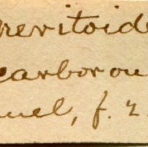 Historic Mazyck label for Littorina obtusata, 21-225.