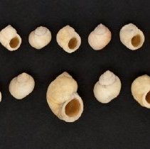 Littorina saxatilis, 21-227. Dorsal and apertural views of specimen.