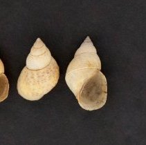 Phasianella solida, 21-230. Dorsal and ventral views w/scale bar.