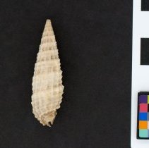 Rhinoclavis aspera, 21-231. Dorsal view w/scale bar.