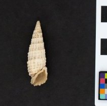 Rhinoclavis aspera, 21-231. Apertural view w/scale bar.