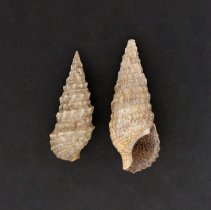 Cerithium vulgatum, 21-246. Dorsal and apertural views of specimen.