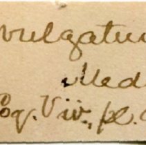 Historic Mazyck label for Cerithium vulgatum, 21-246.