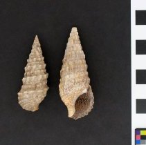 Cerithium vulgatum, 21-246. Dorsal and apertural views w/scale bar.