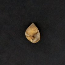 Littoraria irrorata, 21-248. Apertural view of specimen.