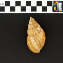 Limicolaria flammea, 21-007. Dorsal view w/scale bar.