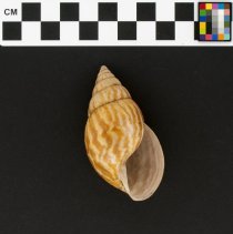 Limicolaria flammea, 21-007. Apertural view w/scale bar.
