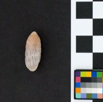 Cerion rubicundum, 21-167. Dorsal view w/scale bar.