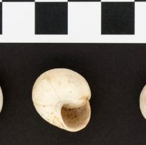 Sphincterochila candidissima, 21-189. Dorsal and apertural views w/scale.