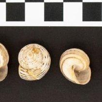 Theba pisana, 21-194. Dorsal and apertural views w/scale bar.