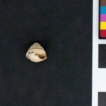 Trochoidea elegans, 21-196. Apertural view w/scale bar.