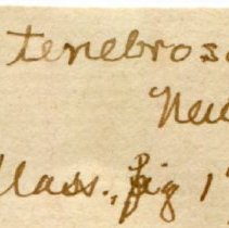 Historic Mazyck label for Littorina saxatilis, 21-221.