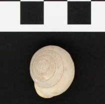 Mesodon elevatus, 21-252. Dorsal view of specimen w/ scale bar.