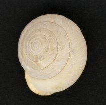 Mesodon elevatus, 21-252. Dorsal view of specimen.