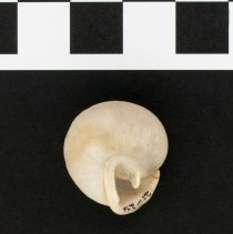 Mesodon elevatus, 21-252. Apertural view of specimen w/ scale bar.