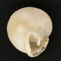 Mesodon elevatus, 21-252. Apertural view of specimen.