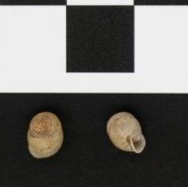 Streptartemon deformis, 21-253. Dorsal and apertural views w/ scale bar.