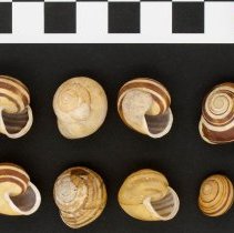 Cepaea hortensis, 21-254. Dorsal and apertural views w/ scale bar.