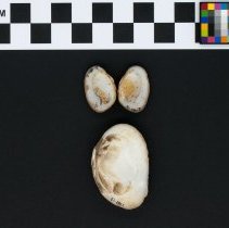 Epioblasma brevidens, 21-280. Ventral view w/scale bar.