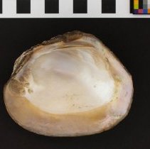 Amblema plicata, 21-282. Ventral view of specimen w/scale bar.