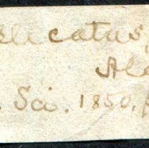 Historic Mazyck label for Amblema plicata, 21-282.