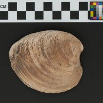 Mercenaria mercenaria, 21-284. Dorsal view of specimen wi/scale bar.