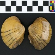 Lampsilis ovata, 21-286. Dorsal view of the specimen w/scale bar.