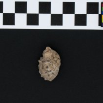 Plicopurpura patula, 21-287. Dorsal view of specimen w/scale bar.