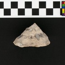 Xenophora cerea, 21-289. Lateral view w/scale bar.