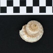 Bolma rugosa, 21-291. Dorsal view w/scale bar.