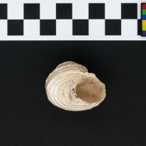 Bolma rugosa, 21-291. Apertural view w/scale bar.