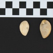 Phasianella sp., 21-293. Dorsal and ventral views w/scale bar.