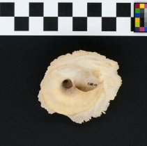 Onustus indicus, 21-297. Apertural view w/scale bar.