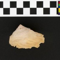 Onustus indicus, 21-297. Lateral view w/scale bar.