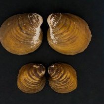 Obovaria retusa, 21-301A. External views w/scale bar.