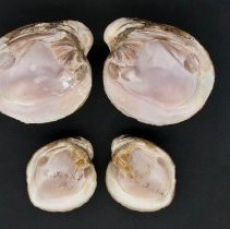 Obovaria retusa, 21-301A. Internal views w/scale bar.