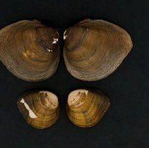 Fusconaia flava, 21-302. External views w/scale bar.