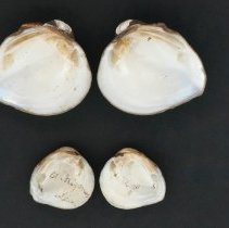 Fusconaia flava, 21-302. Internal views w/scale bar.