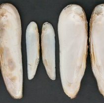 Elliptio shepardiana, 21-308. Internal views w/scale bar.